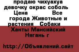 продаю чихуахуа девочку,окрас соболь › Цена ­ 25 000 - Все города Животные и растения » Собаки   . Ханты-Мансийский,Нягань г.